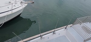 THE MANATEE HERD IN KEY WEST HARBOR...... #MANATEESNEEDFRIENDSTOO | FishMonster Key West