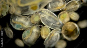 Zooplankton under the microscope. A colony of different plankton microorganisms in a drop of water. Daphnia, Cyclopidae, Bosmina - crustaceans living in seas, rivers, ponds. Located at the bottom of