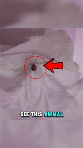 The Tick That Can Make You Allergic to Meat 😨🕷️