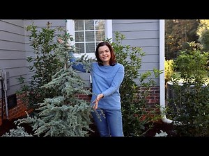 Planting A Blue Atlas Cedar Tree // Gardening with Creekside