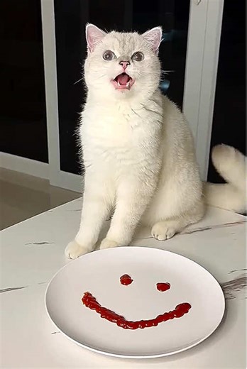 Funny Moments with Princess Nika Cat