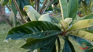 13K views · 938 reactions | Indian Ringneck Parrot Talking and Chirping | Parrot Paradise | Facebook