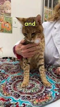 WHAT MAKES THE F2 SAVANNAH CAT SO UNIQUE? 🐱