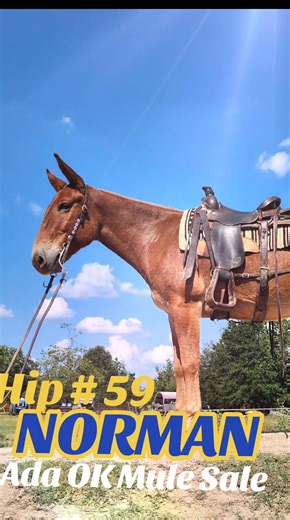 23 reactions | Check him out at Ada Oklahoma Mule Sale on October 2-4 2024. You can watch him go thru the Mandatory Trail Course on Thursday and he is #fun to ride and he is #pretty y'all. | Jennifer Bailey | Facebook