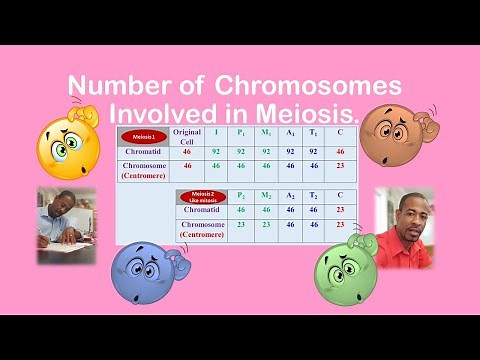Meiosis: Number of Chromosomes Involved.