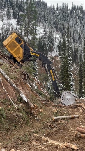 Dawson’s photography on Instagram: "@hillbillytily and @padon_blackmore killing trees in the Tigercat LX830E and LX830d feller buncher📸🤙 #tigercat_forest_machines . . . . . .#logging #tigercatforestry #logging #tigercatforestry"