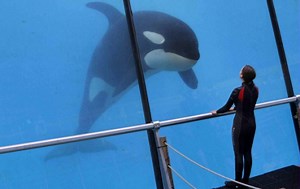 Rust and Bone | Oficjalny zwiastun / trailer nr 2 (polski) | 2012 | Film