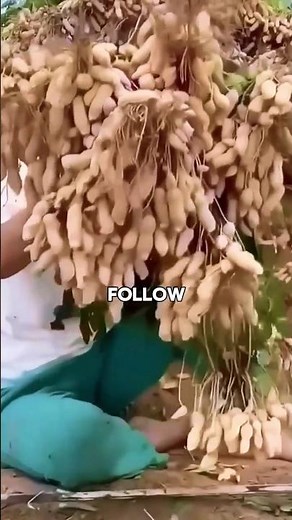 The Easiest Way to Grow Peanut Plants at Home 🥜