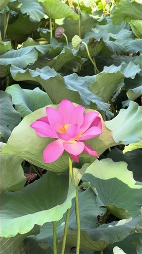 "Tea’s simple. Life shouldn’t rush." —— T-Capsule, your time to pause.