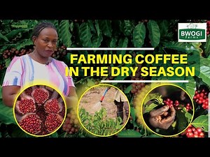 Coffee's Dry Season: A Farmer's Guide to Farming