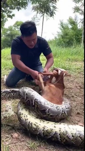 The python wrapped around the man's goat. #shortvideo #snake