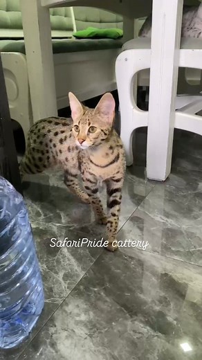 Girl Savannah F1 is 5 months old 🦋looking for a house🌏✈ SafariPride cattery #cat #serval #wildanimals #savannahf1 #bengal #fashion #catstagram #savannah #baby #savannahf3 #f1savannah #саванна #дикийкот #amazing #servalkitten #kitten #pet #luxurycat #africanserval #savannahf2 #savannahkitten #style #dog #chloethecat #котята #cats_of_instagram | Natalia Gurova