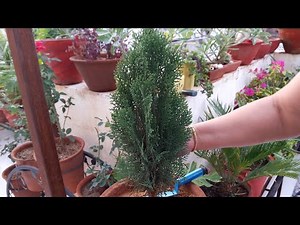 How to Grow and Care Thuja / Morpankhi Plant || Fun Gardening || 2 Sep, 2017