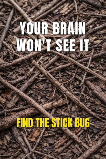 Your Brain Won’t See This Stick Bug (95% FAIL) 🪵