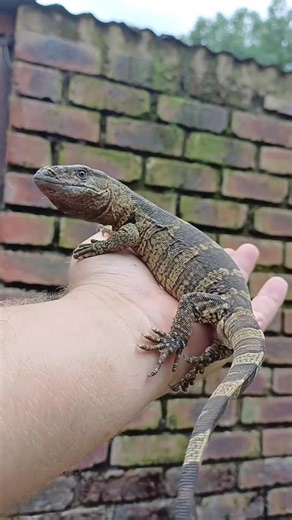 Tail Whip #Rockmonitor #lizard #reptile #monitorlizard #venomous