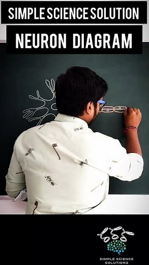 neuron diagram in easy way