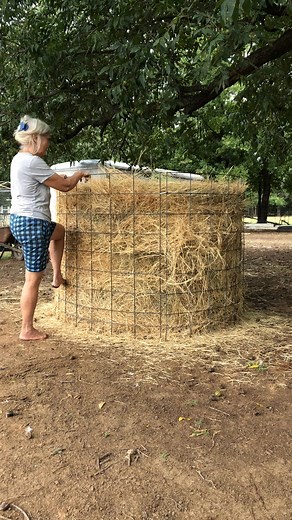 It was “Hay day“, and my favorite task is getting on top of the bale to make sure everything is off. And since I’m an unconventional farmer, I dress unconventionally, including going barefoot :-) #farmlife #barefootfarmer #hayday | Blue Moon Meadow Farm