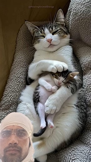 The kitten kept tossing in sleep... so mom held her tight #shorts #kittenlove #cat #cute #viral