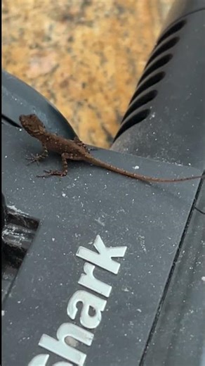 Tiny Florida Anole Plays Hide & Seek on My Vacuum!