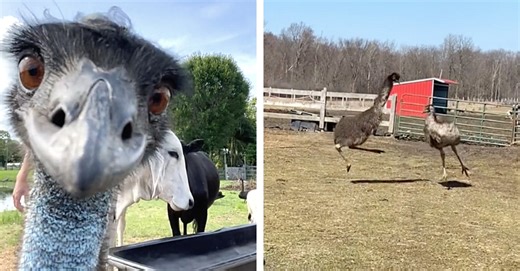 Birds Gone Wild! These 5 Wacky Emu Videos Are The Funniest Thing You’ll See Today