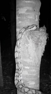 Owl Saves Nestlings From Climbing Python in Night Footage