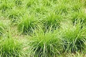 How to Grow Tiger Nuts from Seed [Practical Guide] - Agrolearner.com