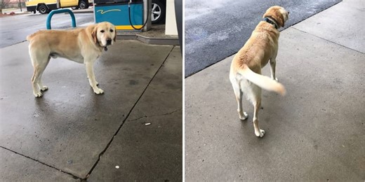 A Labrador looks as if he's lost, but his hilarious name tag explains everything