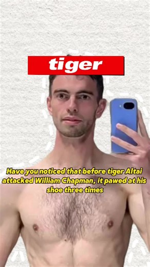 Have you noticed that before tiger Altai attacked William Chapman, it pawed at his shoe three times Few realize Altai backed away three times, giving Chapman chances to survive, yet all were missed.#usa #fyp #foryoupage #tiger #rip
