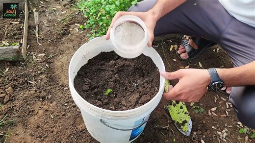 Three essential steps to take before sowing cilantro seeds