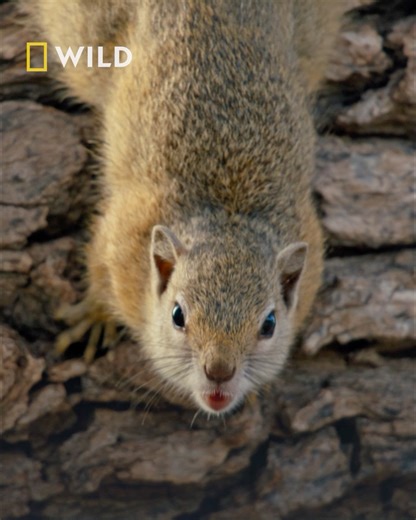 Botswana’s Mashatu Game Reserve is one of the last true sanctuaries for free roaming leopards. Here, a mother works tirelessly to teach her cub the art of disappearing into the landscape. But her eager apprentice has not quite mastered subtlety yet. Distracted by a squirrel, the cub bolts after its prey and scrambles up a tree only to discover a crucial lesson. Climbing up is far easier than climbing down. Thankfully, Mum is never far away and ready to come to the rescue. Watch Mashatu: Land Of