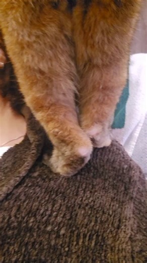 私の肩を利用してるしゃぽを撮ったんやけど、オシアナ、太もも、お腹のぽよん、かかとハゲ、いろいろ可愛いから見て