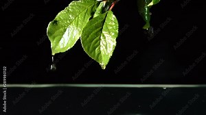 Drops of water beautifully dripping from yellow leaves into the water on a black background, screensaver, autumn rain concept, slow motion, close-up