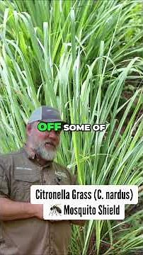 7 Plants That Naturally Repel Mosquitoes & Insects 🌿 | Survival Tips #shorts