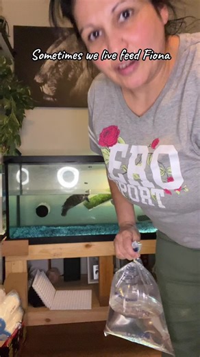 Red Eared Slider Care and Feeding Tips