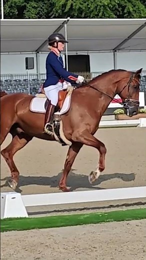 De tweede proef op het NK 😍🐴 #pptv #shortvideo #horse #shorts