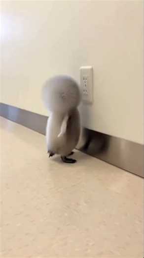 Penguin Lover on Instagram: "静電気でバフッと膨らむ子ペンギン🐧⚡😂✨ #penguin #animals #cute #fluffy Credit @chiero_piero"