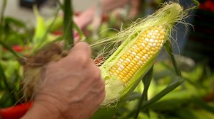 47K views · 305 reactions | Fact: Your favorite fruits and veggies taste oh so much sweeter in season. Head to a farmer’s market and pick up some fresh NH produce this summer! | NH Dept. of Agriculture, Markets & Food | Facebook