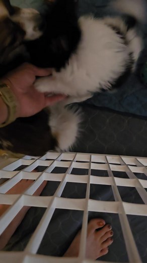 Maverick the murder 🐢 🤣🤣🤣 | Cassandra Jean Artist