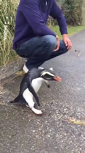 Just a friendly penguin making new pals | Metro