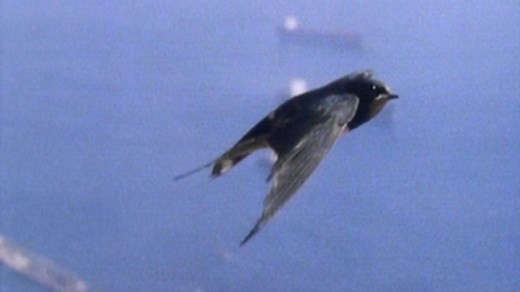 The Swallows' Journey