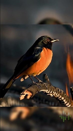 Murai Batu 'Bara Api': Kicau Gacor & Mental Juara! 🔥