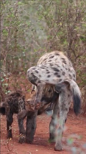 Why Hyenas Sniff Private Parts – Africa’s Wildest Behavior!