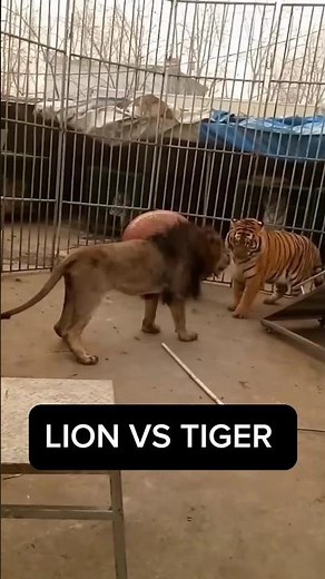 THE TIGER TRIED TO DISTURB THE LION!
