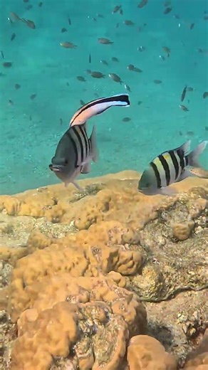 Sergeant Major Fish Getting Cleaned in Strong Current 🐟🌊👀