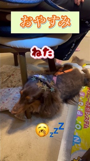 S：184「え！ことば伝わったよ❣️」#いぬ