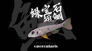 绿宝石短鲷-Biotoecus opercularis
