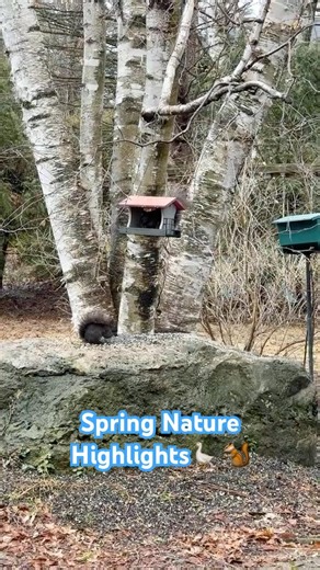 Spring Wildlife Moment 🐿️🦆 | Squirrels & Geese Highlights
