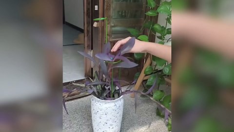 4/8/12 Pack Plant Stakes, 16/24/36 Inch Plant Support Stakes, 2025 New Plant Sticks Support, Flower Stakes for Plants Peony, Tomato Seedling, Marigold, Amaryllis, Sapling, Coreopsis (16 Inch-4 Pack)