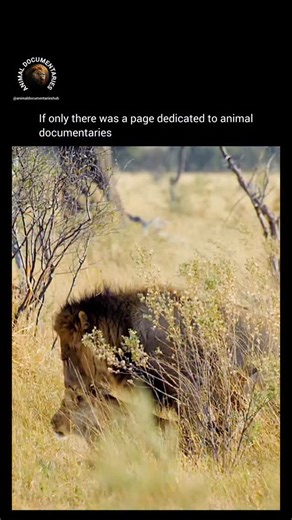 Animal Documentaries Hub on Instagram: "In the fierce world of the pride, a lone female’s refusal isn’t an option—it could cost her life. A wandering nomadic male approaches, his presence a silent threat. Her scent gives her away, and there’s nowhere to hide; the king of the pride tracks the queen’s trail, unwilling to let anyone “steal” his mate. A brutal clash erupts, and the bloodied nomad is finally driven out, banished from the territory. The reigning pair—second‑in‑command and the queen—re