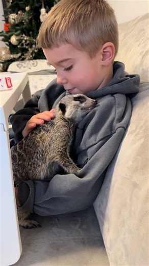 Anno Nuovo e Coccole con Suricati: Amore e Felicità